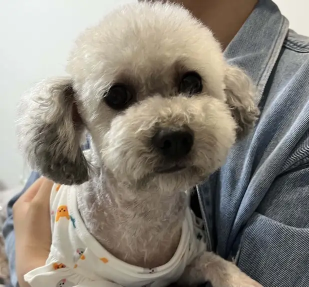 a cute dog named WangZai